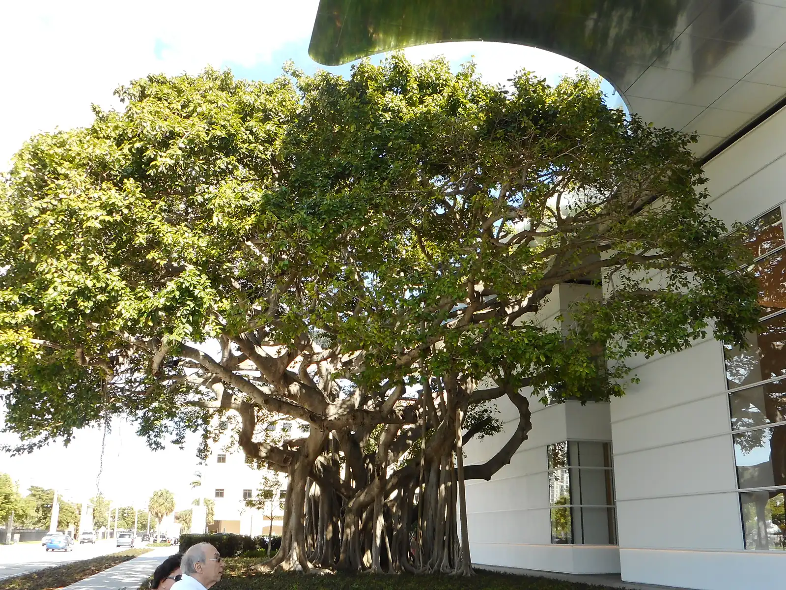 The banyan tree at the entrance of the Norton Museum of Art on South Dixie Highway in West Palm Beach.