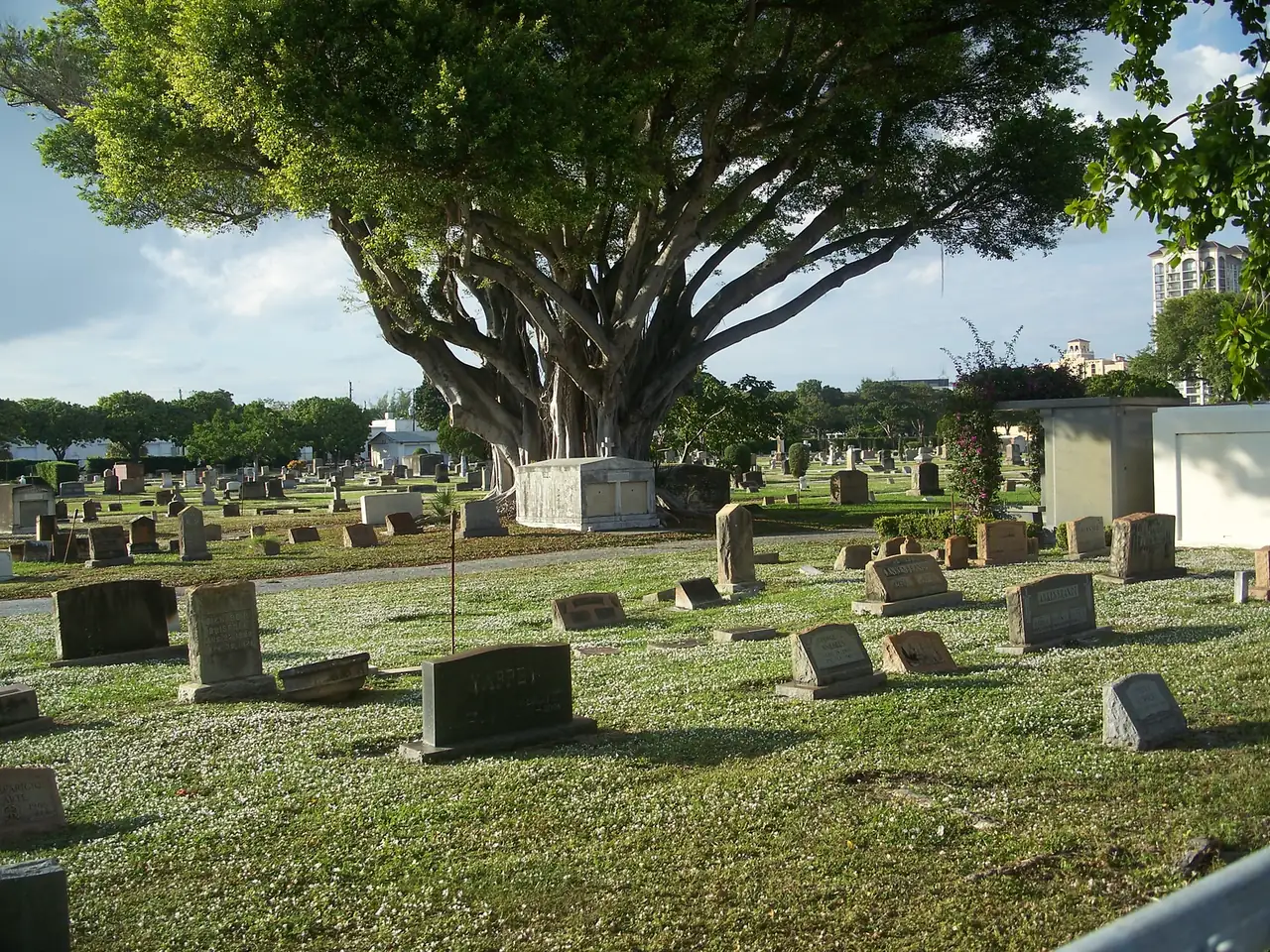 Headstones under a banyan tree at Woodlawn Cemetery, the city-owned cemetery on South Dixie Highway in West Palm Beach.