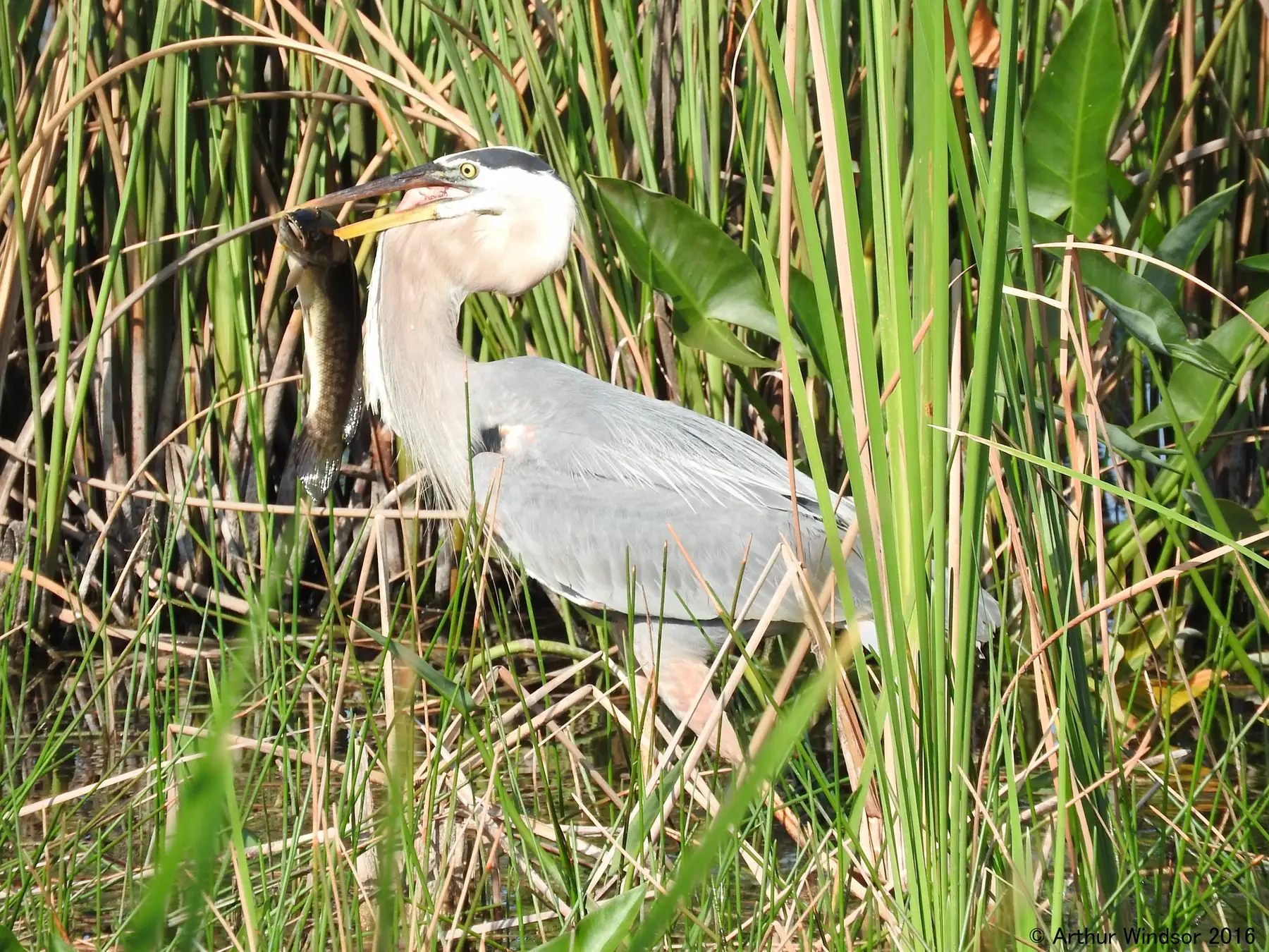 A great blue heron in the sawgrass at Grassy Waters Preserve, the city-owned wetland on the edge of Ibis in West Palm Beach.
